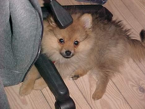 Pomeranian Foxy - leger stadig gemme. billede 9