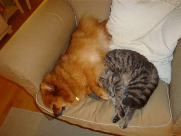 Pomeranian Foxy - Og Foxy blev større og større. billede 10