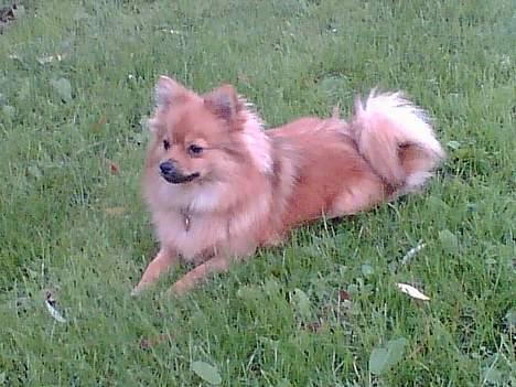 Pomeranian Foxy billede 11