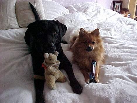 Pomeranian Foxy - En af Foxys venner Sally. billede 12