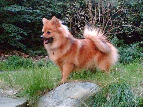 Pomeranian Foxy - model look a like billede 13