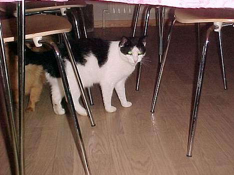 Pomeranian Foxy - Foxys bedste ven Ozzy billede 14