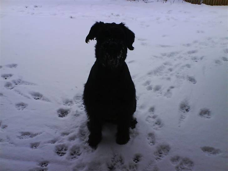 Riesenschnauzer Nikita billede 1