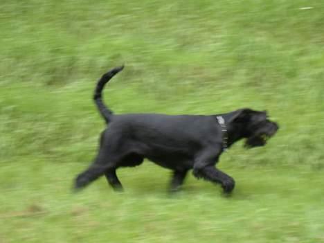 Riesenschnauzer Nikita billede 2