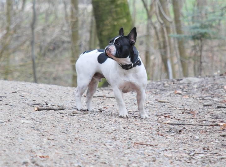 Fransk bulldog Gilbert - Gilbert 2 år og lidt til..  billede 8