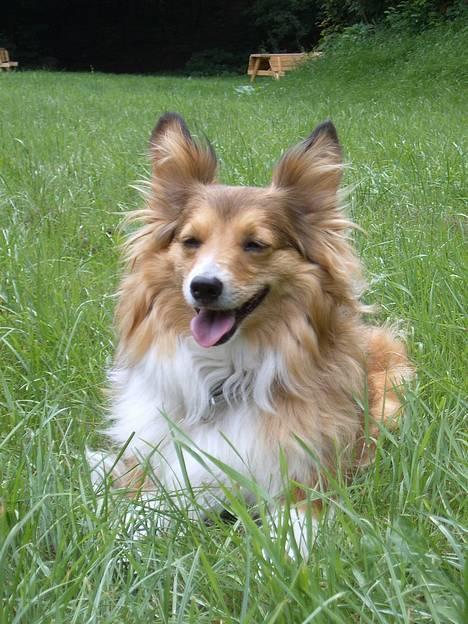 Blanding af racer Lassie billede 1