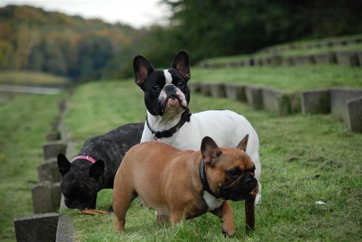 Fransk bulldog Gilbert - Er det mig du kalder på.. :-) billede 10