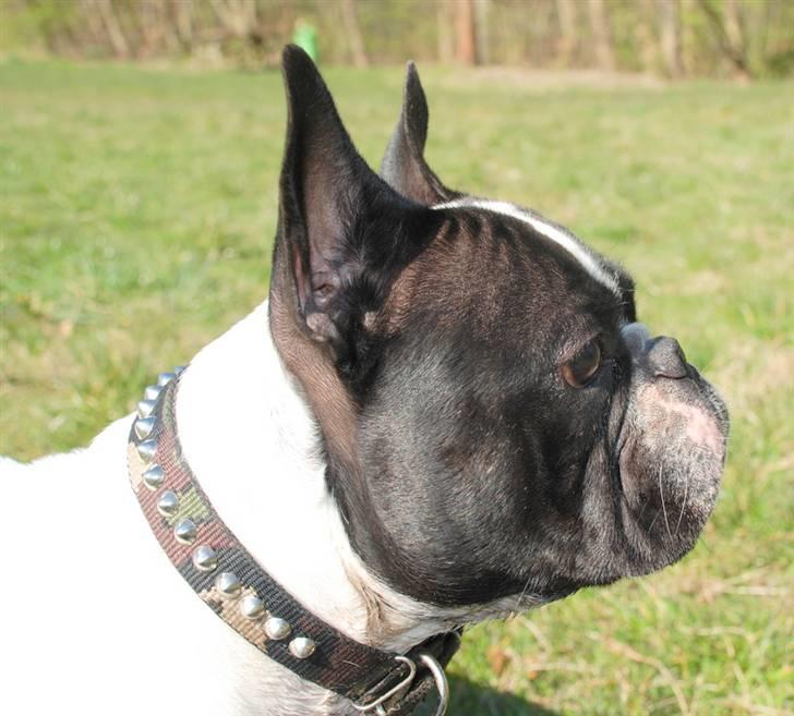 Fransk bulldog Gilbert billede 11