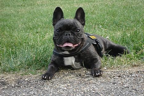 Fransk bulldog gizmo ( Død den 29/07-10) - Lækker tøz:-) billede 10