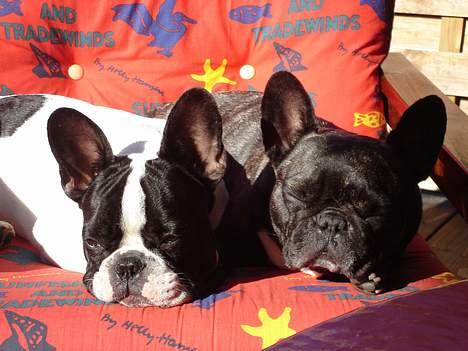 Fransk bulldog gizmo ( Død den 29/07-10) - Sommer og dejlig varm sol. billede 11