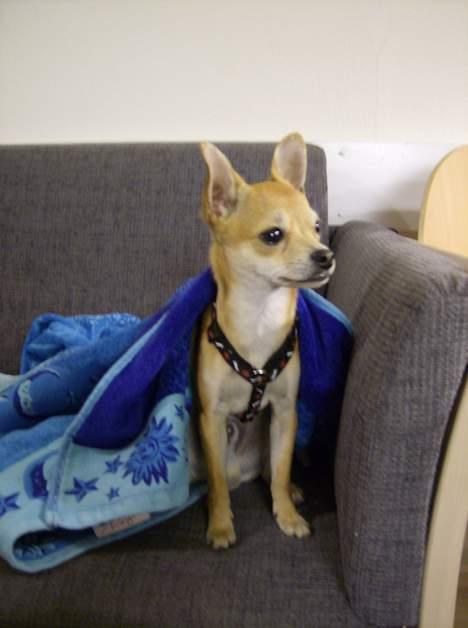 Chihuahua Samson billede 19