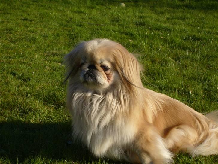 Pekingeser cera - Cera 3 år billede 1