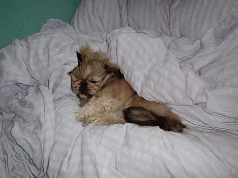 Pekingeser cera - Cera det lille pus billede 2