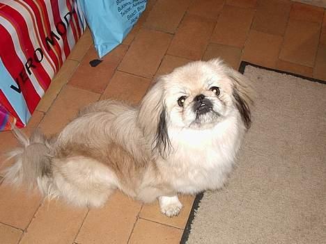 Pekingeser cera - Cera bliver også kaldt Tutter. Kært barn mange navne... billede 4