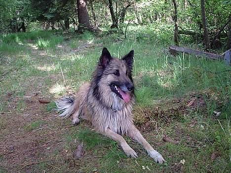 Pekingeser cera - Zaco blanding mellem collie og tervueren 7 år gl og er Cera´s storbror, men bor hos vores bedstefar. billede 5