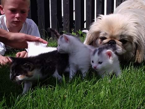 Pekingeser cera - Cera er meget tålmodig med killingerne  billede 6