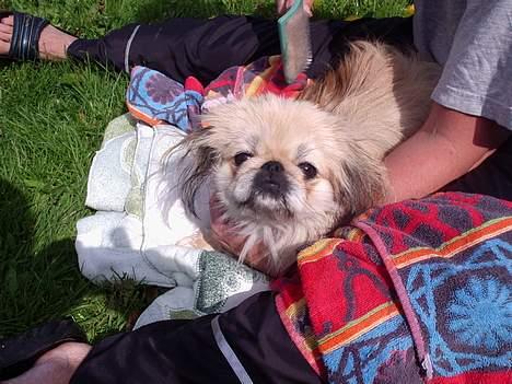 Pekingeser cera - Her er Cera lige blevet vasket billede 7
