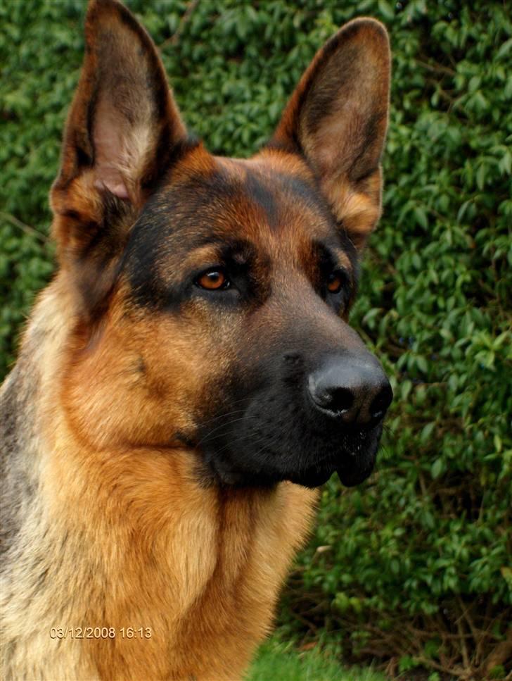 Schæferhund Kenzo - Velkommen til Kenzos profil. billede 1