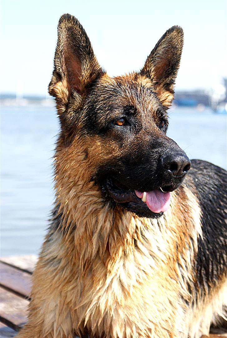 Schæferhund Kenzo - Kenzo ude i Hesteskoen d. 5/7 2008 billede 2