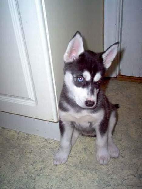 Siberian husky Buffy billede 5