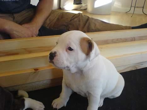 Staffordshire bull terrier Loke billede 6