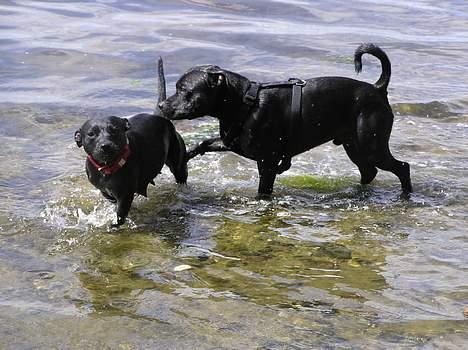 Staffordshire bull terrier Chico - Far og Mor i Badeland, Må jeg komme med? billede 14