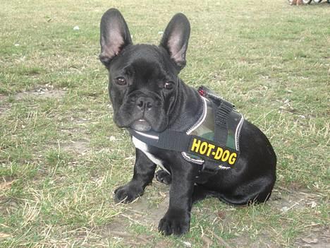 Fransk bulldog Eigil - 16 uger og rigtig sej.......syntes min familie?!   hmmm  jeg ved altså ikke rigtig! billede 18