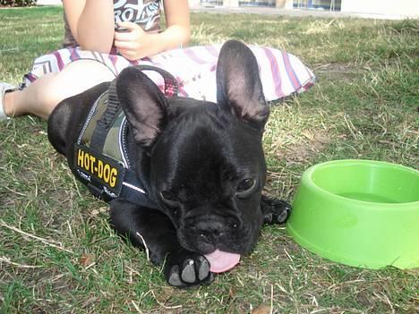 Fransk bulldog Eigil - Puha det er så forbandet varmt altid... billede 19