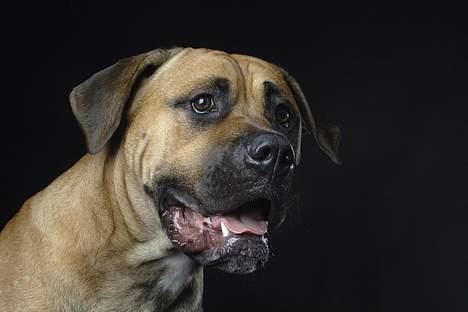 Blanding af racer Pablo billede 18