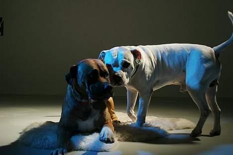 Blanding af racer Pablo billede 19