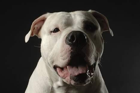 Blanding af racer Balou billede 18