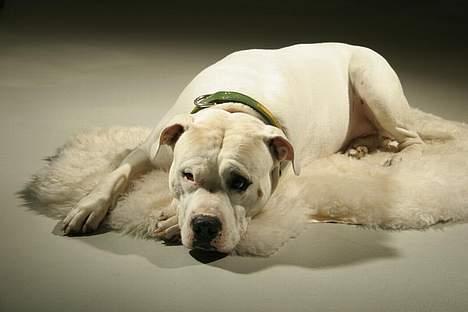 Blanding af racer Balou billede 19