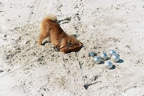 Pomeranian Foxy - hvor F* blev den sidste kugle af? billede 15