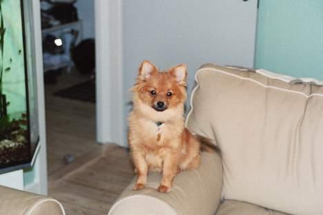Pomeranian Foxy - I am the Oueen of the sofa:-) billede 16