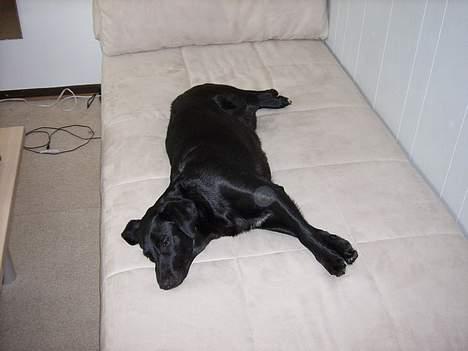 Blanding af racer Tessie - At sove på mia´s seng er noget af det bedste <3 billede 8