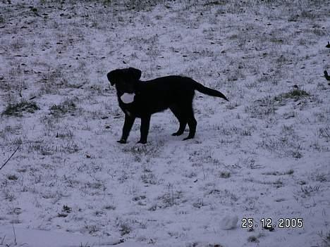 Blanding af racer Tessie - Jeg har fanget en snebold . Håhå billede 9