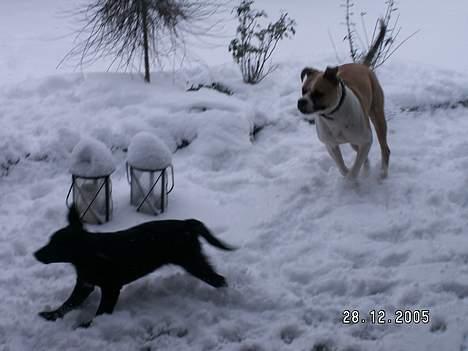 Blanding af racer Tessie - elsker at lege tag fat med Toffie billede 10