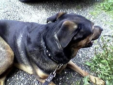 Blanding af racer TAYSON - gider ik lige nu  billede 2