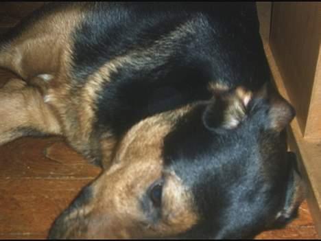 Blanding af racer TAYSON - gider ik ud lige nu bare 5 min mere gab billede 4