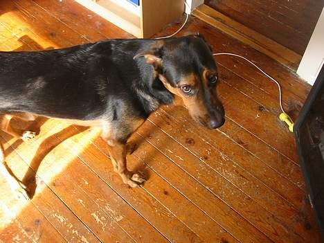 Blanding af racer TAYSON - lad mig nu være far billede 6