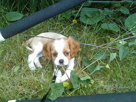 Cavalier king charles spaniel Karla - Her ligger jeg og vogter i haven :) billede 1
