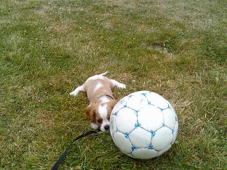 Cavalier king charles spaniel Karla - Den største glæde for lille Karla i haven billede 2