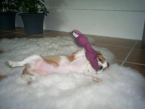 Cavalier king charles spaniel Karla - Her er jeg lige i humør til at lege :) billede 3