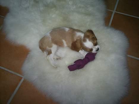 Cavalier king charles spaniel Karla - Et af mine ynglingslegetøj ;) billede 4