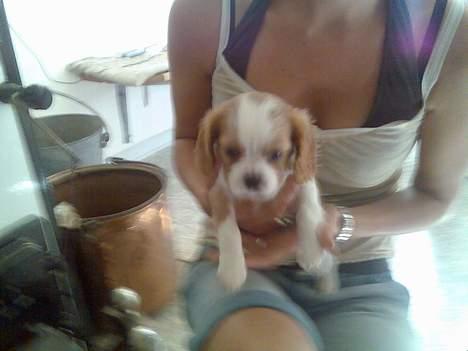 Cavalier king charles spaniel Karla - Her var jeg kun 6 uger gammel, hvor mor & far var ude at kigge på mig.. billede 5