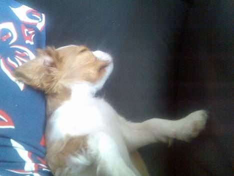 Cavalier king charles spaniel Karla - Her ligger jeg og putter med far i den dejlige lædersofa :) billede 6