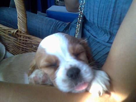 Cavalier king charles spaniel Karla - Her ligger jeg og putter med mor i bilen (det er skønt) billede 7