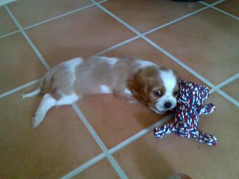 Cavalier king charles spaniel Karla - GRRRHH. Tør du at tage den? billede 8
