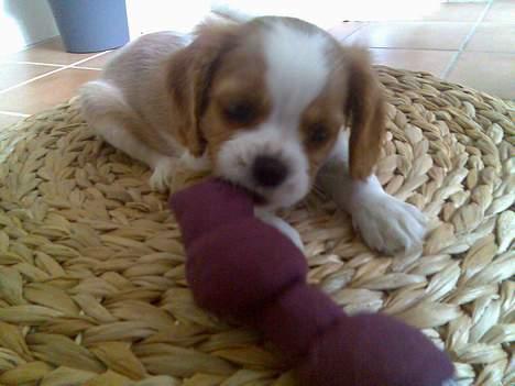 Cavalier king charles spaniel Karla - VIl du lege? billede 9