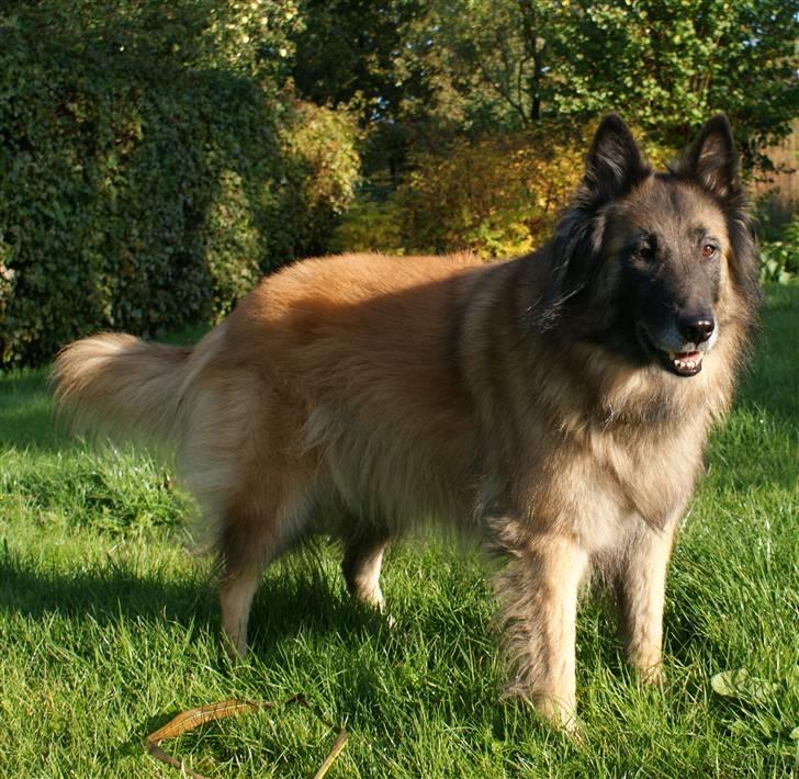 Tervueren Chacami Dess * Himmelhund - 02.10.08 - Første billede med første spejlrefleks kamera billede 6